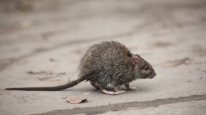 gray rat