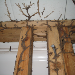 Termite inspection