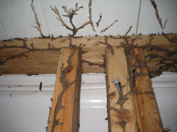 Termite Protection