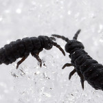 Snow Fleas - Pest Control