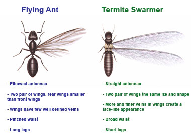 Termite Swarm
