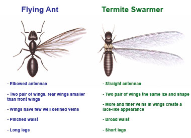 Termite Swarmers