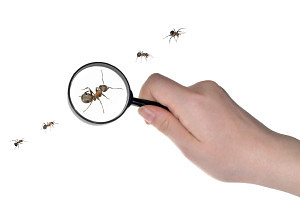 Canton Termite and Pest Control
