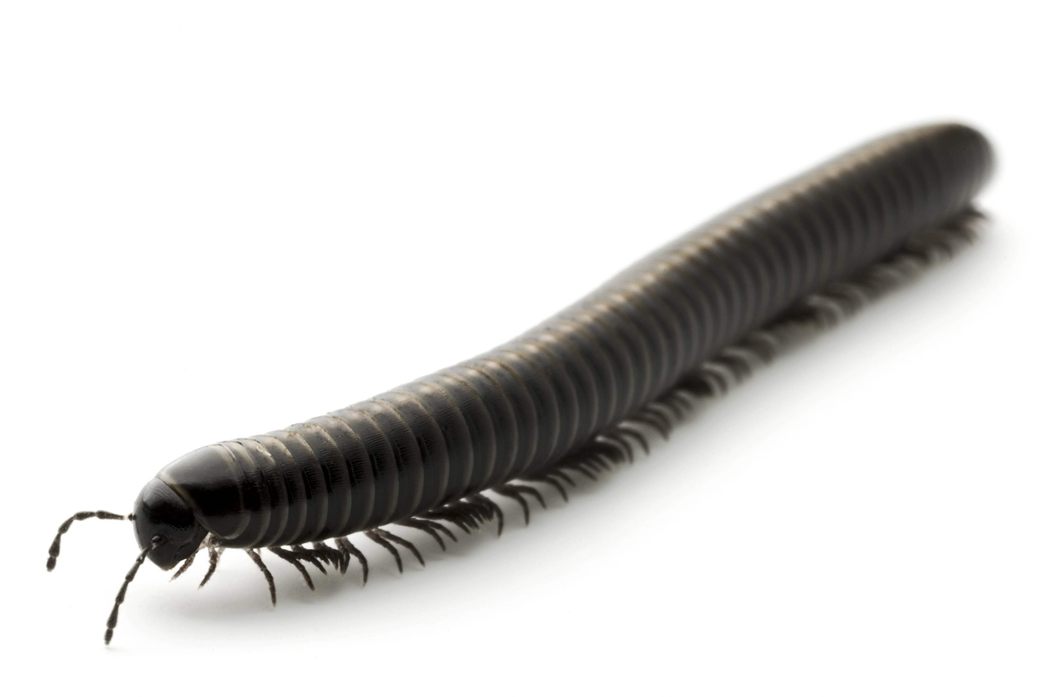 Centipedes and Millipedes