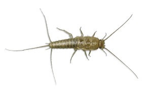 Canton Termite And Pest Control