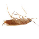 german cockroach 