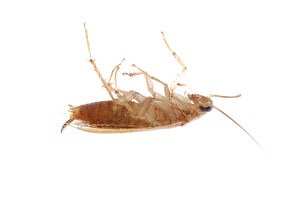 german cockroach 