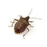 Brown Marmorated Stink Bug (Halyomorpha halys) on white background