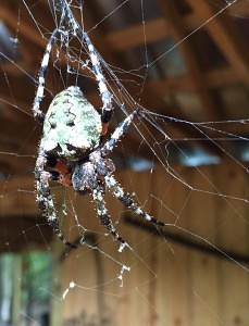 Orb Weaver