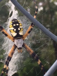 Garden Spider