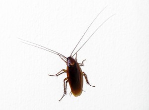 Smokey Brown Roach is the largest roach in North Georgia