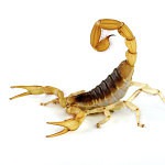 Cherokee County Georgia Scorpions