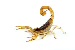 Cherokee County Georgia Scorpions