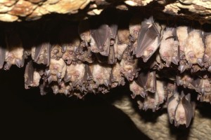 Bats