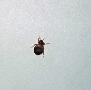 bedbugs-canton-termite-pest-control