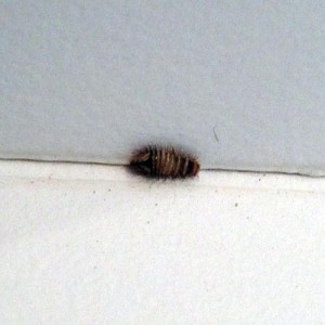 Carpet Beetle