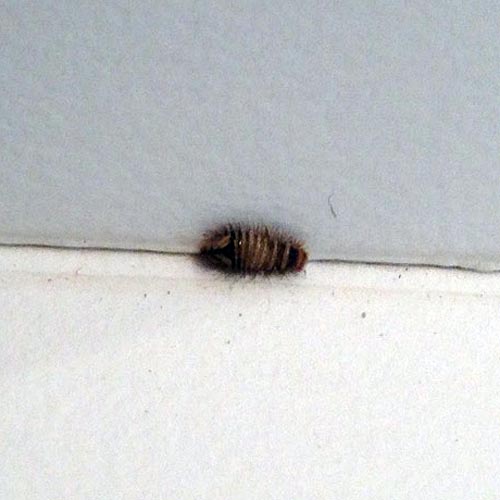 How To Remove Carpet Beetle By Throwing Infested Cloth