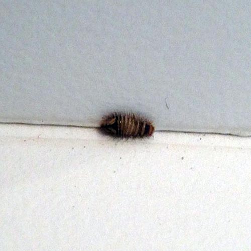 carpet beetle control and treatments for the home