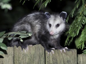Opossum- Canton Termite and pest