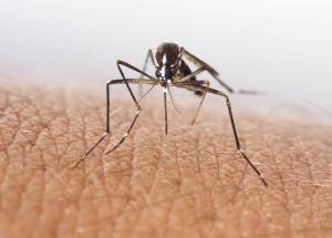 mosquito-canton-termite-pest-control