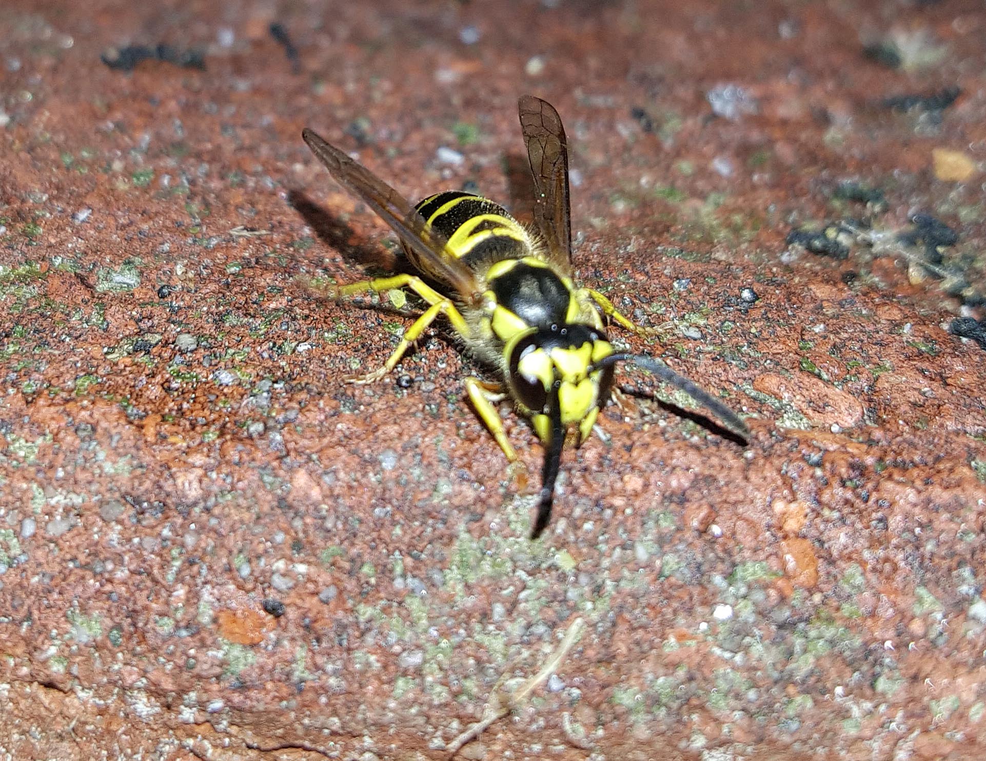 Yellow Jacket – Hornets