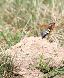 cicada killer Canton Georgia