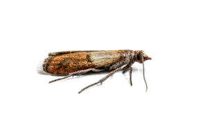 indian-meal-moths-canton-termite-pest-control