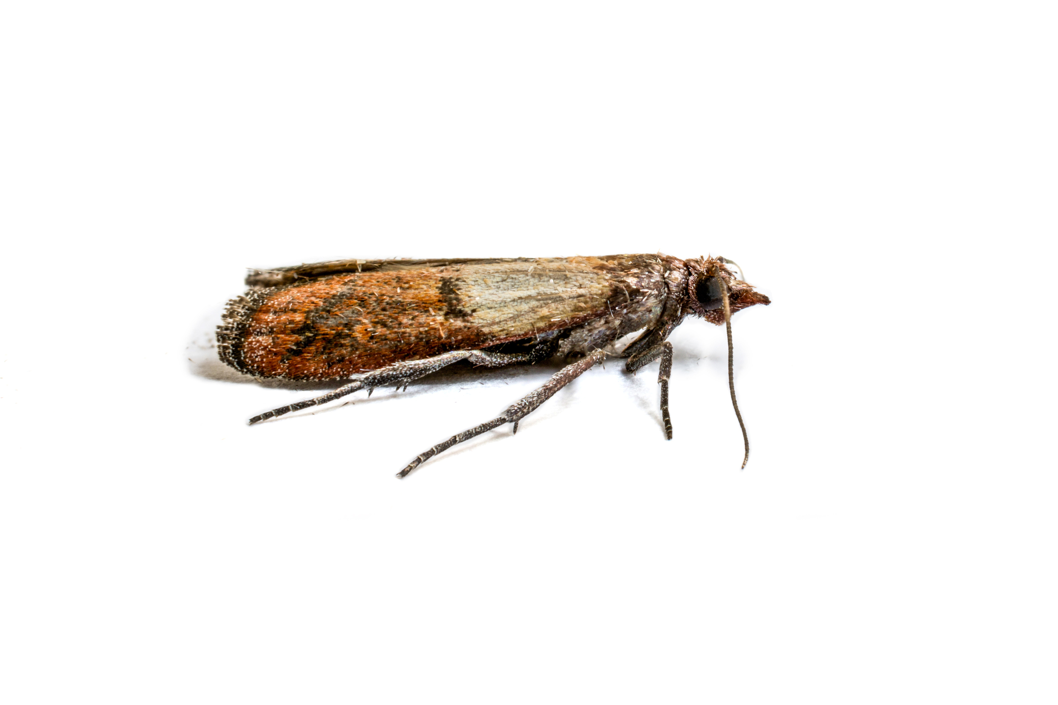 Indianmeal moths