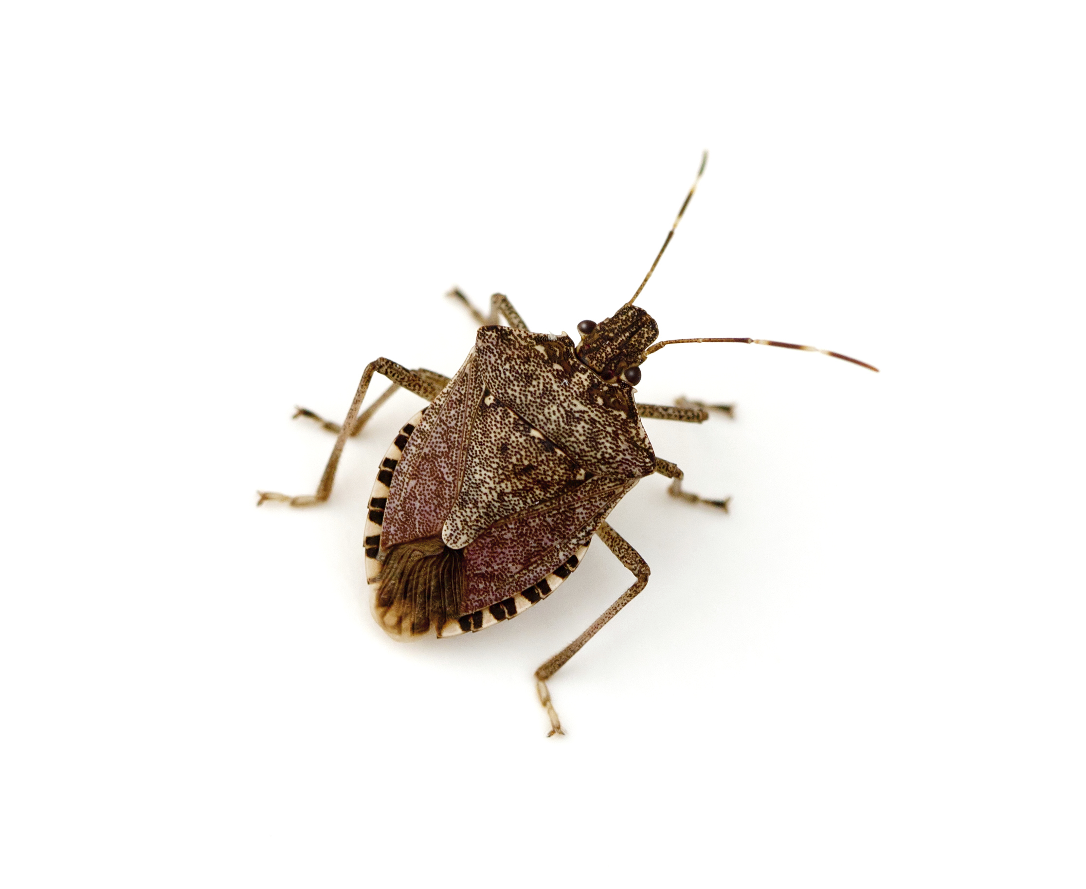 Occasional Invaders- Stink bugs