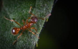 ant-canton-termite-pest-control