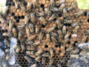 honey-bees-canton-termite-pest-control