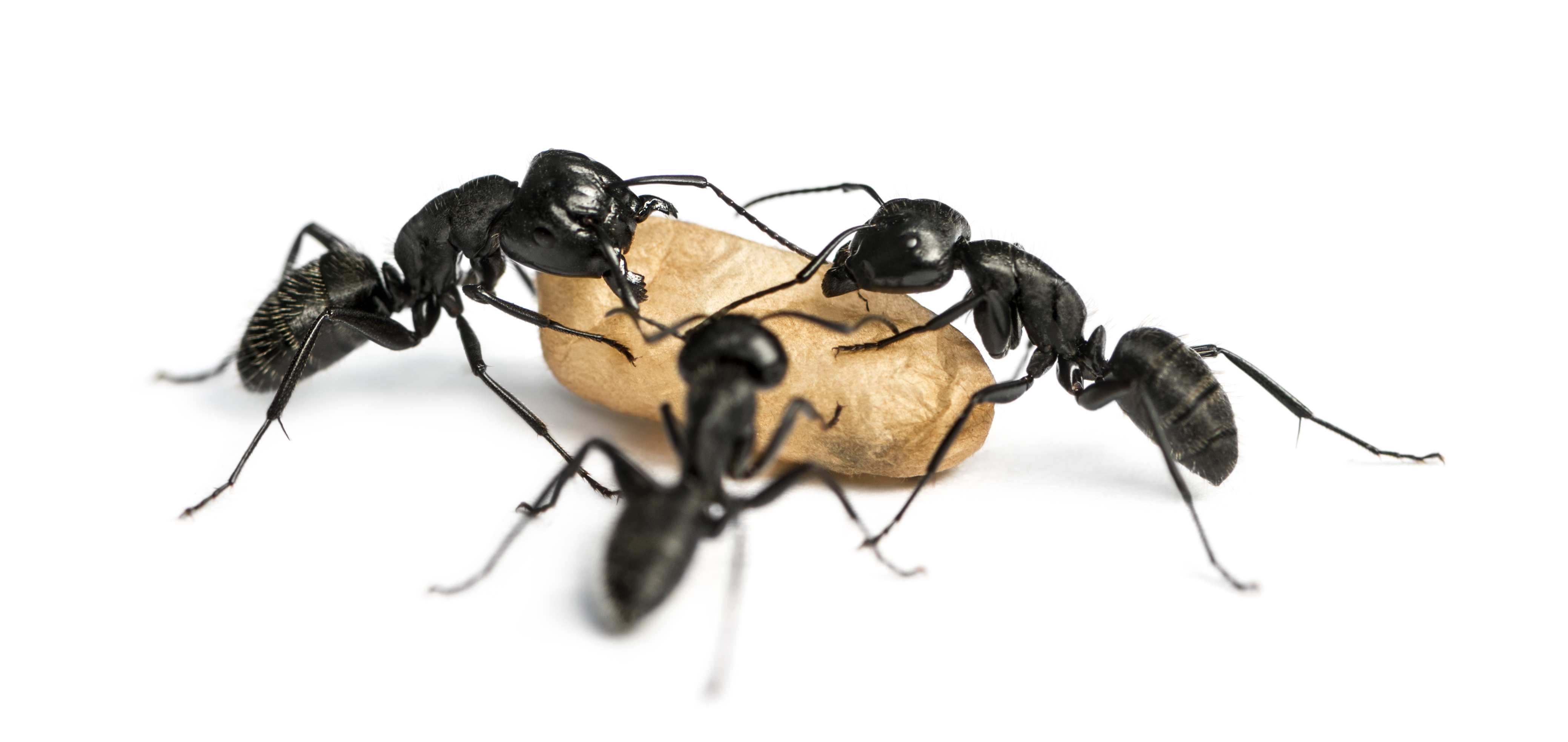 Carpenter Ant Season   