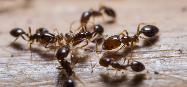 Ants in Canton Georgia