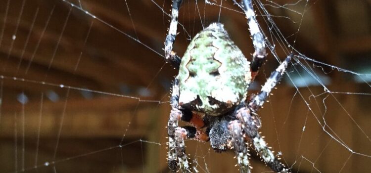 Orbweaver Spiders in Canton Georgia