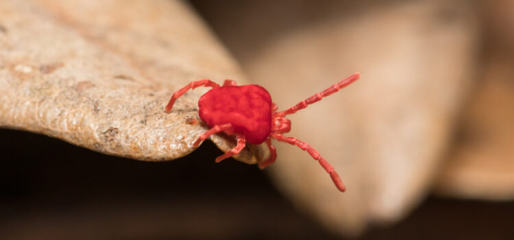 Red Clover Mites- Red Ant- Little Red bugs