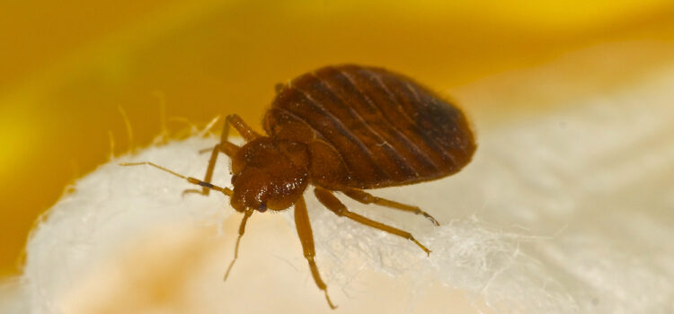 BedBugs- Canton Termite & Pest Control