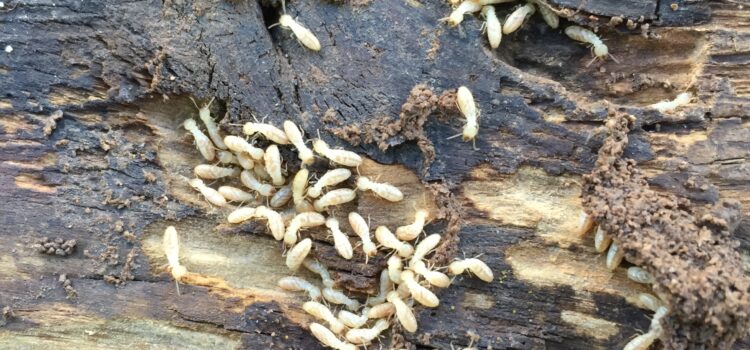 Termite inspections in Cherokee County Georgia