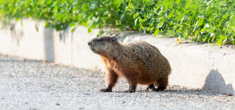 Groundhogs or Woodchucks