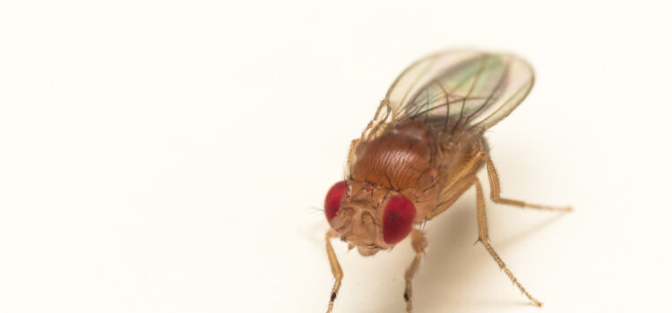 Fruit Flies – Canton Termite & Pest Control