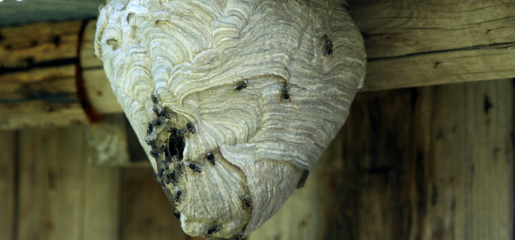 Bald-Faced Hornets