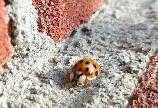 Ladybug Cherokee County Georgia