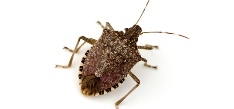 Stink Bugs in Cherokee County Georgia