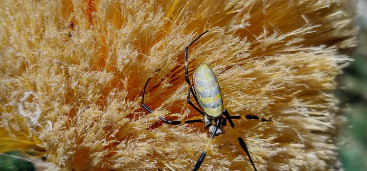 Joro Spider in Canton Gerogia