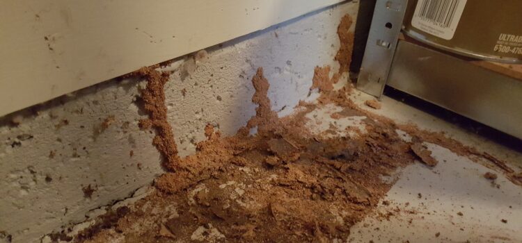 Termite treatment in Canton Georgia-Termidor HP 2