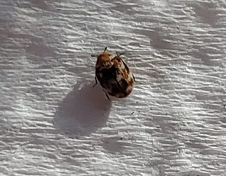 Carpet Beetle Carpet Beetle