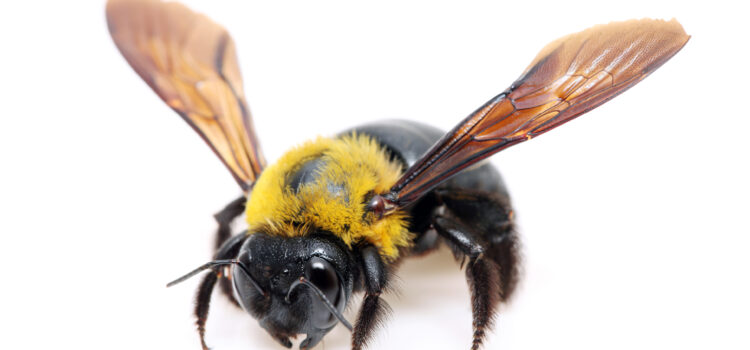 Bees, Wasp and other flying insects in Georgia