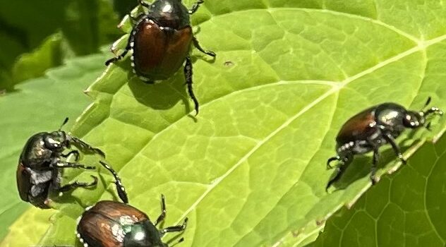 Japanese Beetles