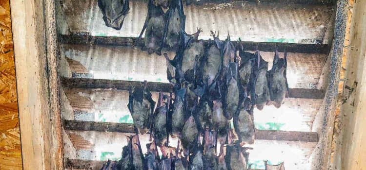 Bats in the Attic