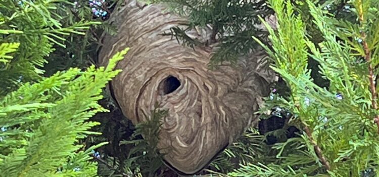 Bald Faced Hornets