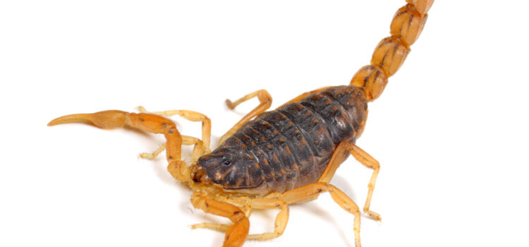 Scorpions: The Cool and the Scary